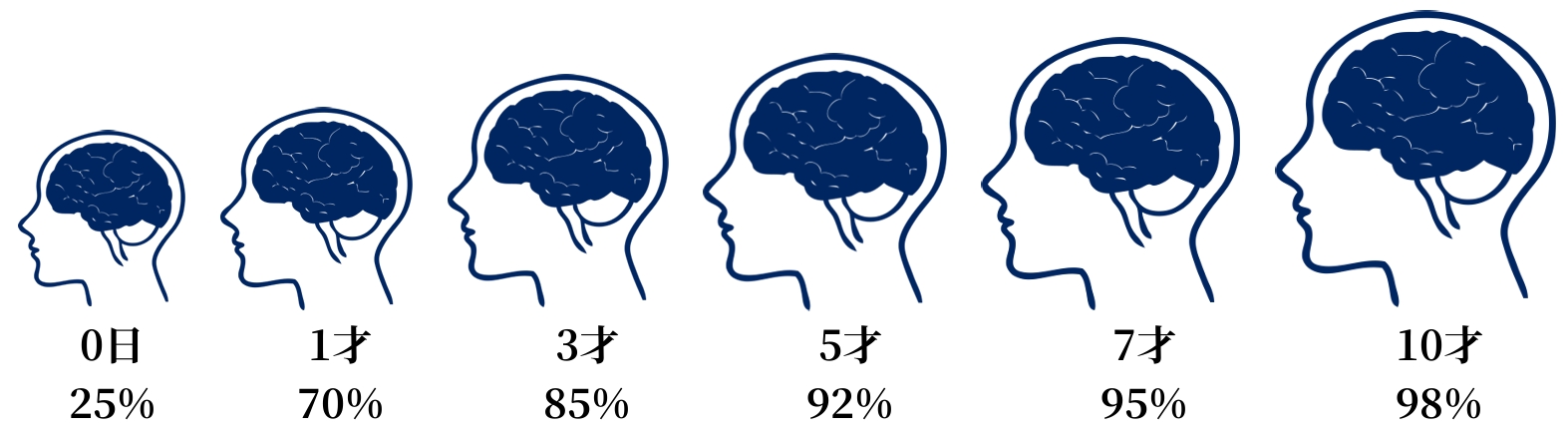 脳の発達％の推移