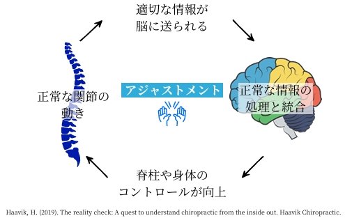 アジャストメントによる脳と身体の変化
