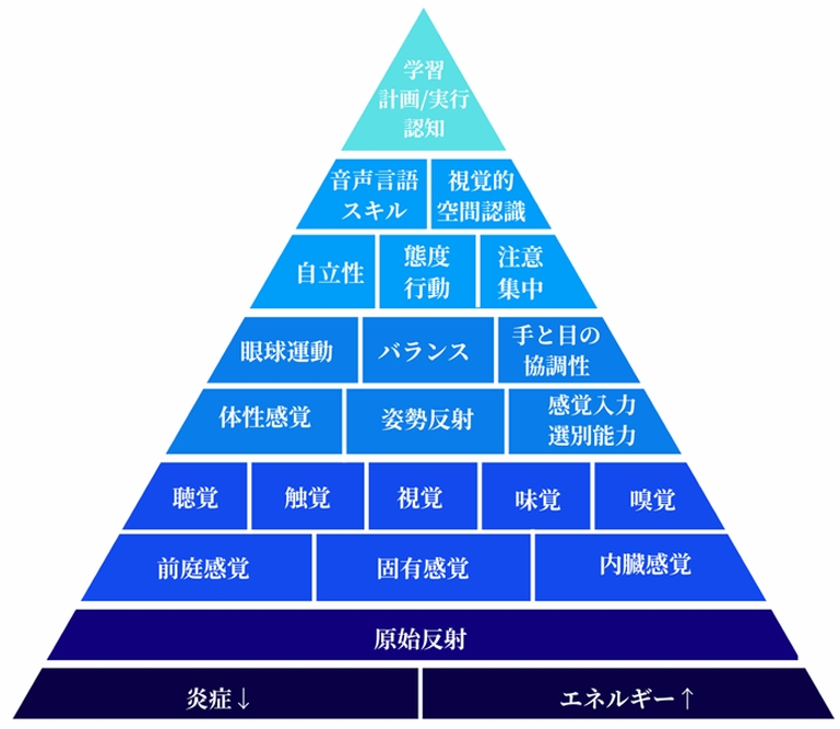 脳の発達ピラミッド
